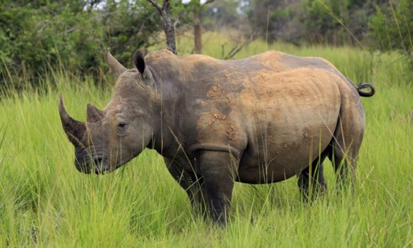 UWA Relocates to Ajai Wild Reserve