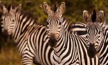 2 Days, 1 Night – Lake Mburo National Park Safari